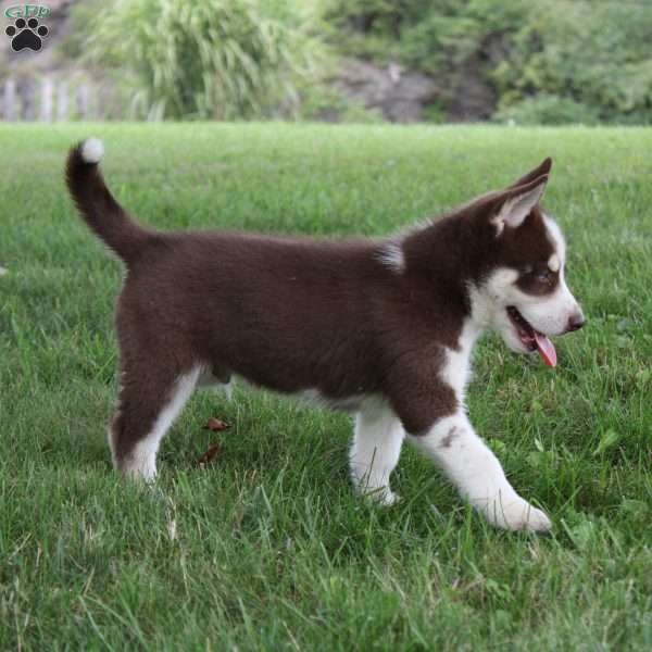 Smarties, Siberian Husky Puppy